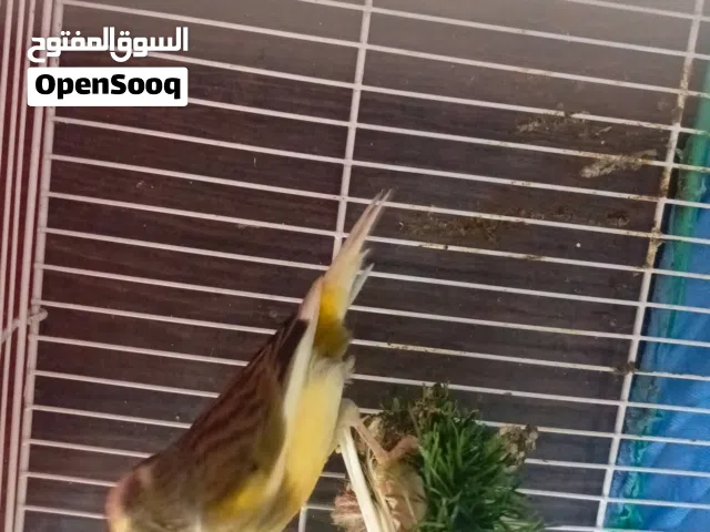 زوج كناري مال بيت جواهن 3 بيضات شدات الفحل فول الفول ونثية كرست