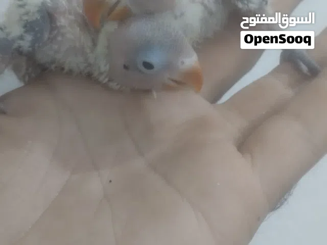 افراخ غندور فيشر كرين ثنينهن