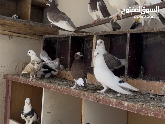 حمام زينه متنوعه