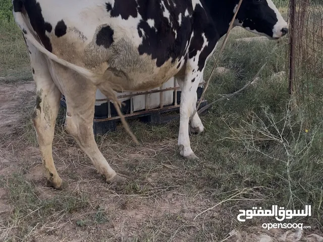 بقرت حليب تحتها عجل مشآلله