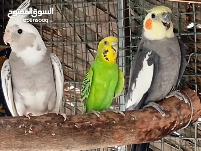 زوج كوكتيل للتصفيه