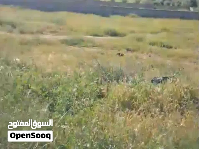 Residential Land for Sale in Mafraq Al-Zaytouna