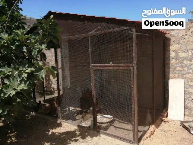 براكة عصافير او دجاج