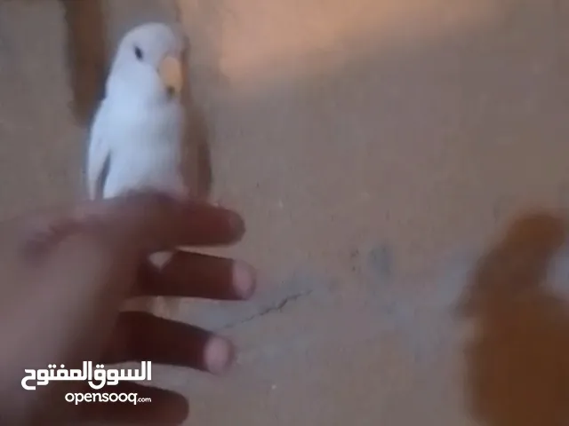 روز مروض نص ترويضا قاعد فرخ عين حمرة صحة ربي يبارك