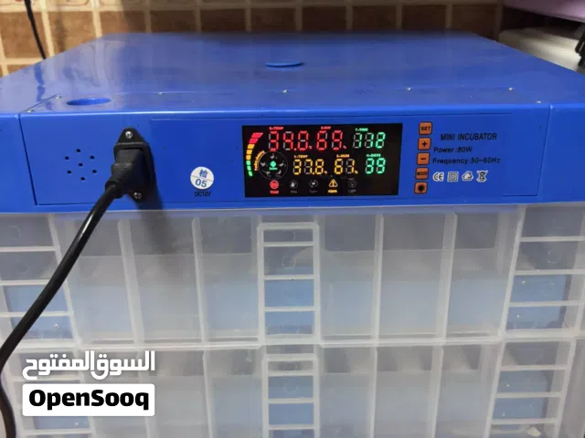 فقسه جديده قلب تمتيمك