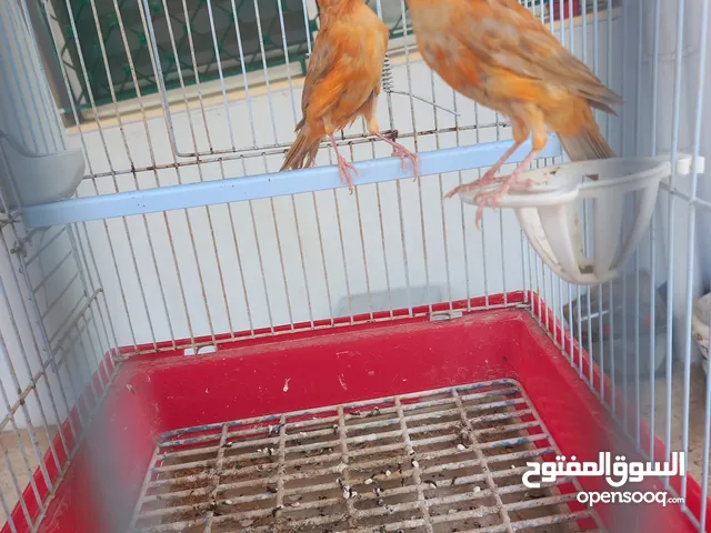 فحل كرزي ومخلفين مشمشيات قرميديات