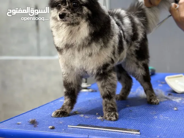 بوميرين للبيع