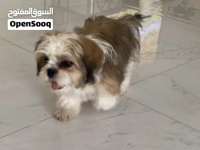 كلب النوع شيزو بيور