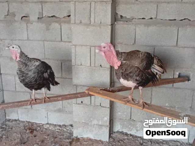 جوز رومي ديك ودجاجه