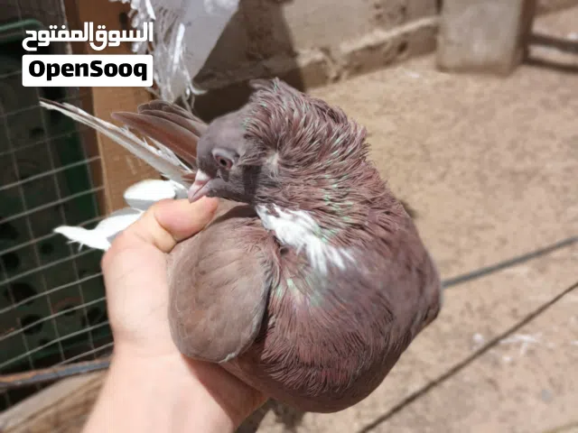 انثى عراقي قلاب ووو اين المربيين  عرطت العرطات