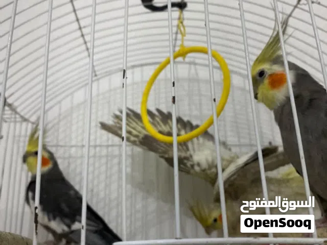 كوبيه كوكتيل مصوقره ومنتجه ربي ايبارك ومعاهم ذكر مروض بالقفص أعطي سومك في زوز قفاص كبار