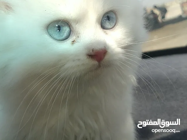 قطه شيرازي عرطه