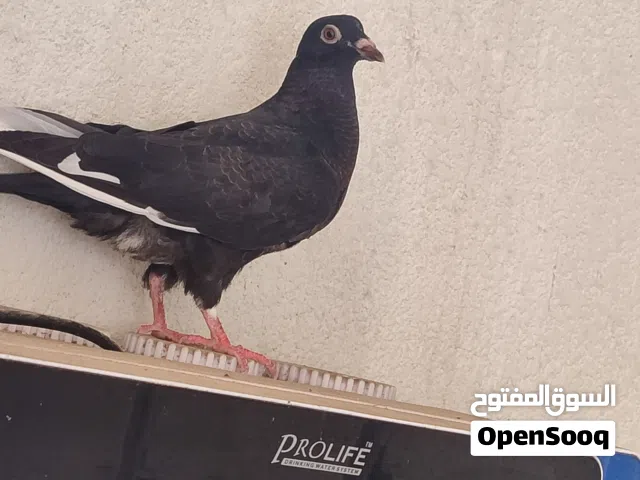 سلام عليكم وجبه تور عندي شرط