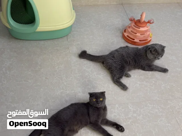 قطط أزواج للبيع ومنتجات