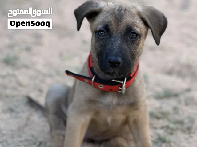 بيتبول ربي يبارك