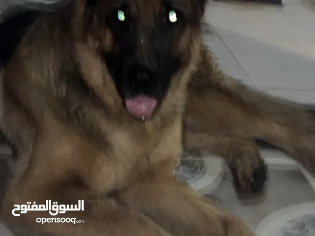 جيرمن شوبارد العمر سنة ونص ذكر