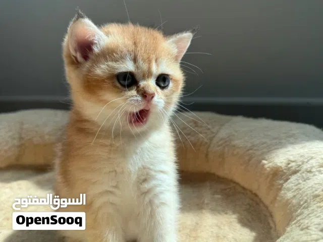كيتينز سكوتش و بريتش ستريت ny 11 إناث