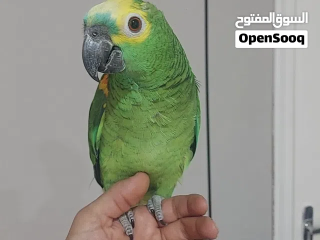 ببغاء امازون بلوفرونتد