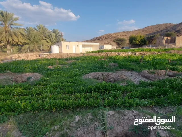 مزرعة بولاية الرستاق منطقة وبل بمساحة كبيرة وموقع جميل وهادي للبيـــــــــــــع