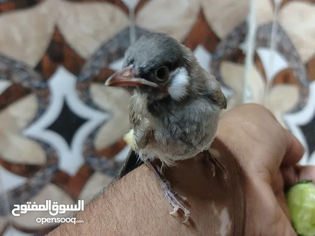 بلابل مندلاوي فحل اشتريته من دياله تعبان علي هوه ولقفص خمسه أربعين