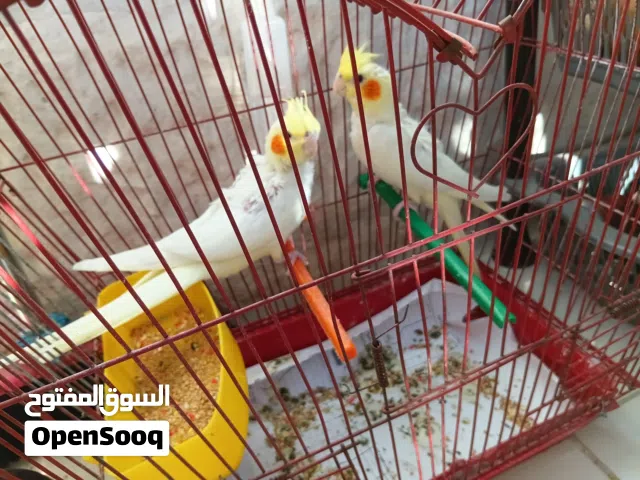 للبيع فراخ كوكتيل لاتينو