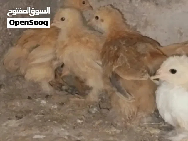 صيصان برهما وباكستاني