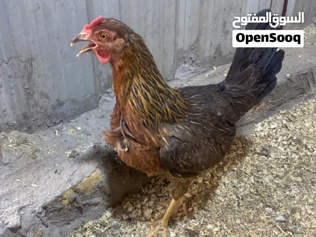 متاح فريه خط اول