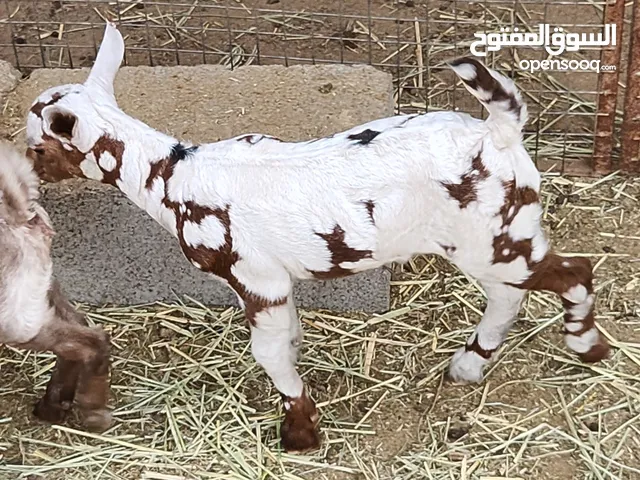 تيس لون ثلجي صنف فاخر من الحلال الصلالي للتربيه