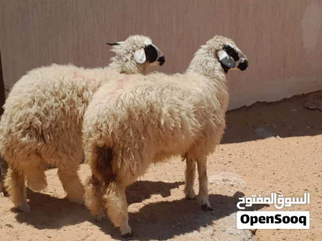2فطايم وطنيات مشالله توميات ربي يبارك عمرهم ف8شهور محصنات وسليمات..
