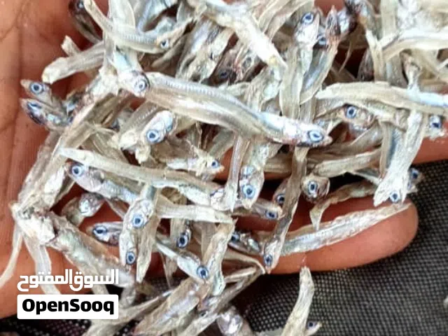 وزف سمك مجفف حجم صغير ولدينا نوع خاص للدجاج و المزارع و سعر مناسب و رخيص