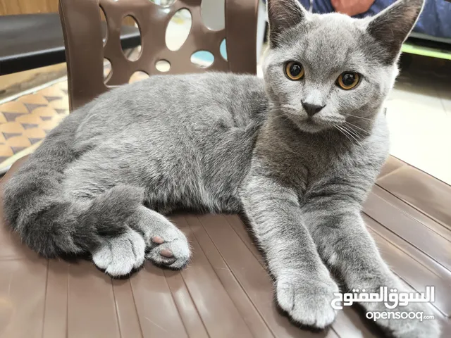 British shorthair cat male 4 months