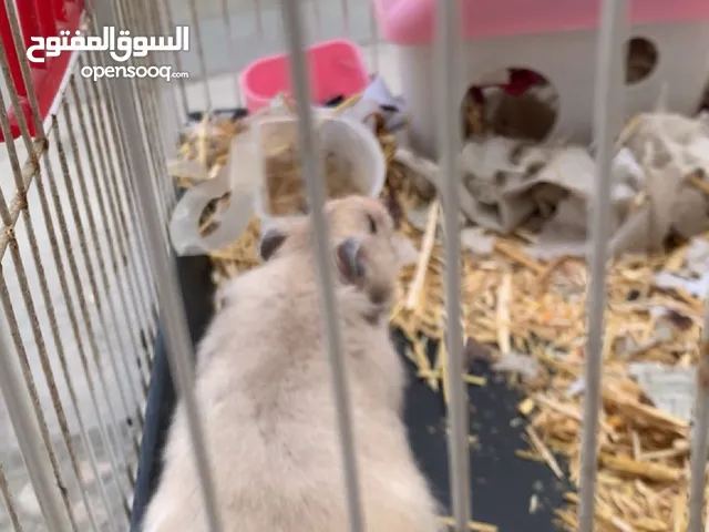 همستر للبيع مع قفص وأغراضه كامله