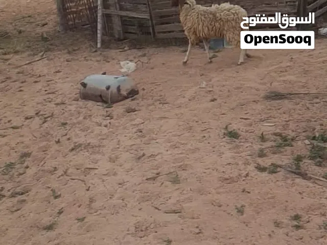 بركوسه ..9.7