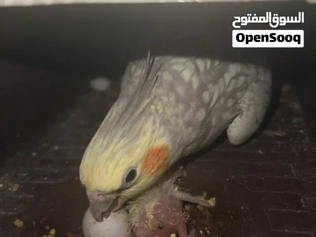 كوتيل زوج مرتب وبزار وجوهن فرخ 90 الف