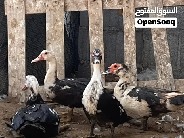 ذكر 6 وانثا5