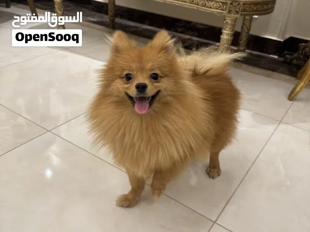 انثى بوميرينيان عمر سنه Fox Face سلاله بيور