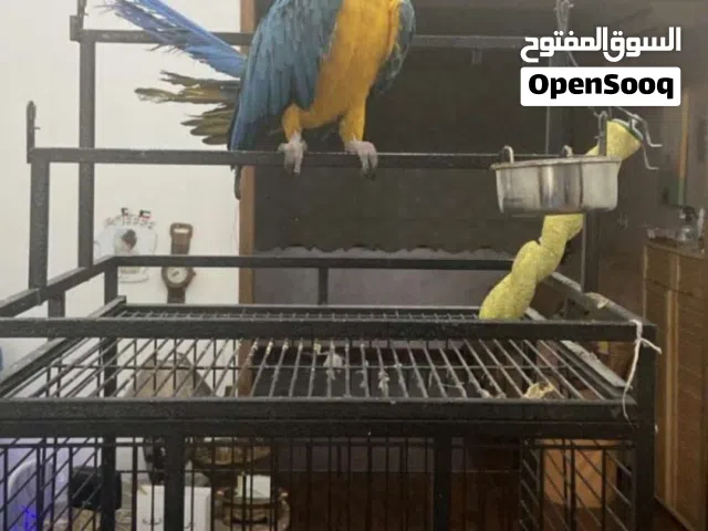 مطلوب مكاوي العمر بين سته شهور الى السنه وفزعتكم