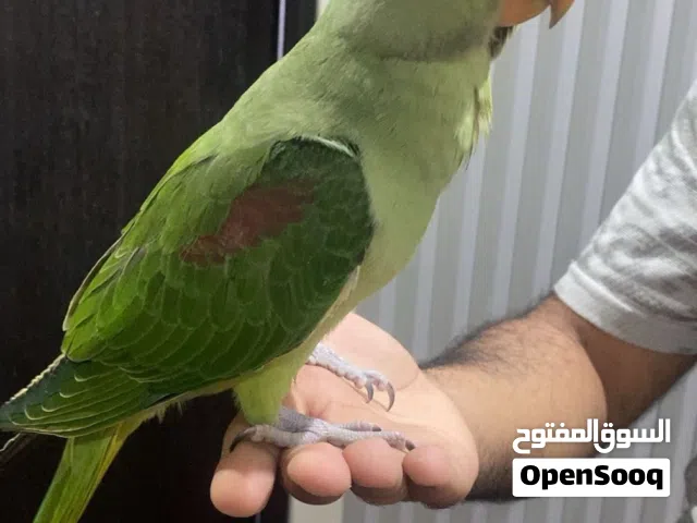 للبيع متوه هولنديه (اقرا الوصف تحت مهم)