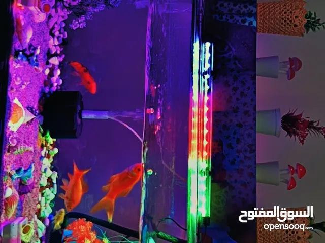 حوض سمك زينة