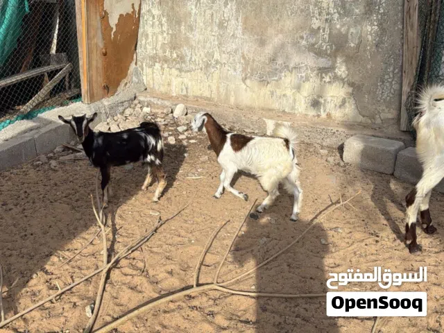 Goats for sale sharjah zubair