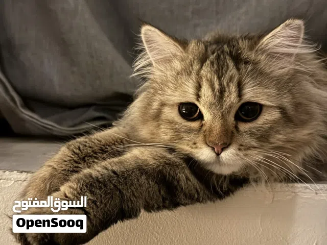 قط شيرازي للبييع