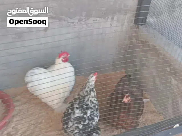 دجاجتين وفروج استرالي