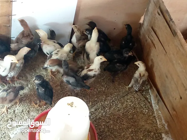 صوص باكستاني