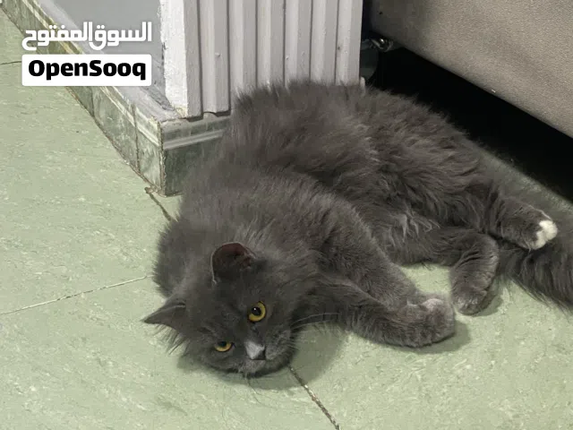قطه انثى سكوتش فولد