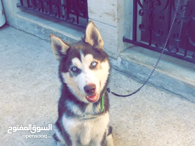 هاسكي سيبيري