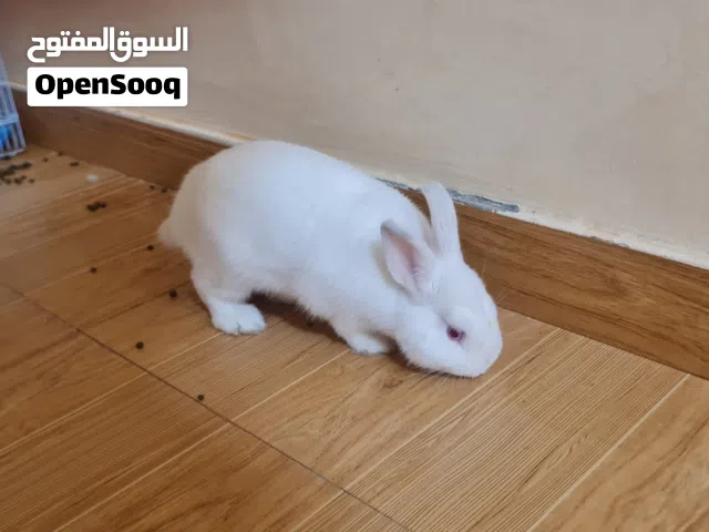 أرنب نذرلاند  للبيع فقط