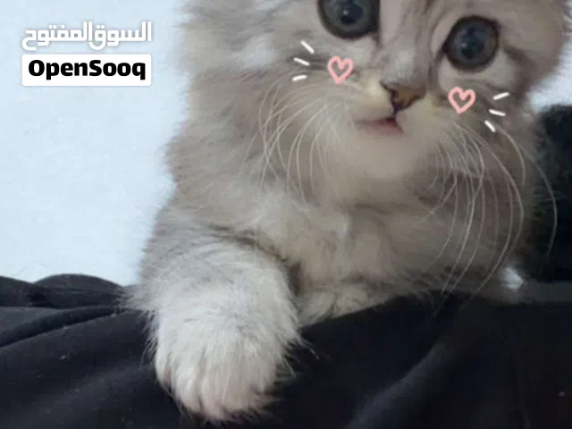 قطط شيرازية صغيرة قطط شيرازية بصحة ممتازة وعمرها تقريبًا 4–5 أشهر مع أمهم، تربّت داخل المنزل
