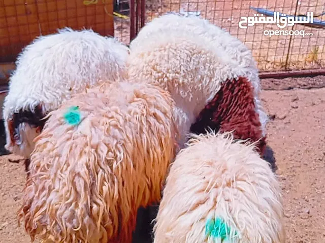 عبر للبيع عدد 5