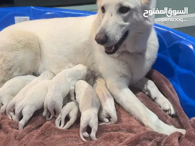 German Shepherd Puppies for Sale in Saudi Arabia