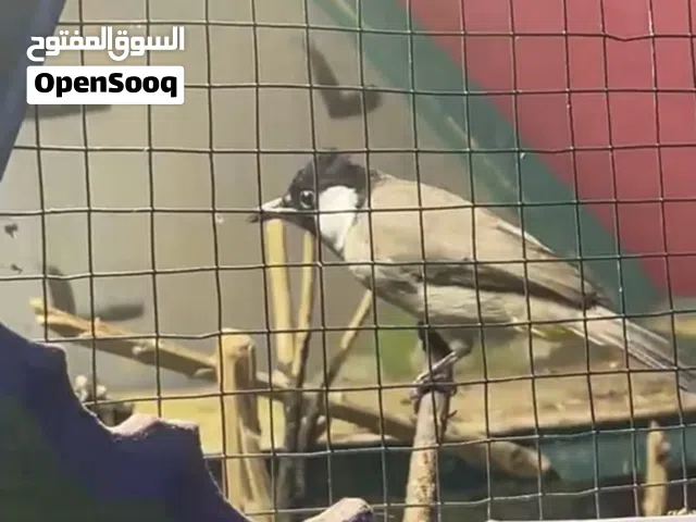 بلبل نثيه راكده مال محميه بس تنعزل تحجي شوف الوصف
